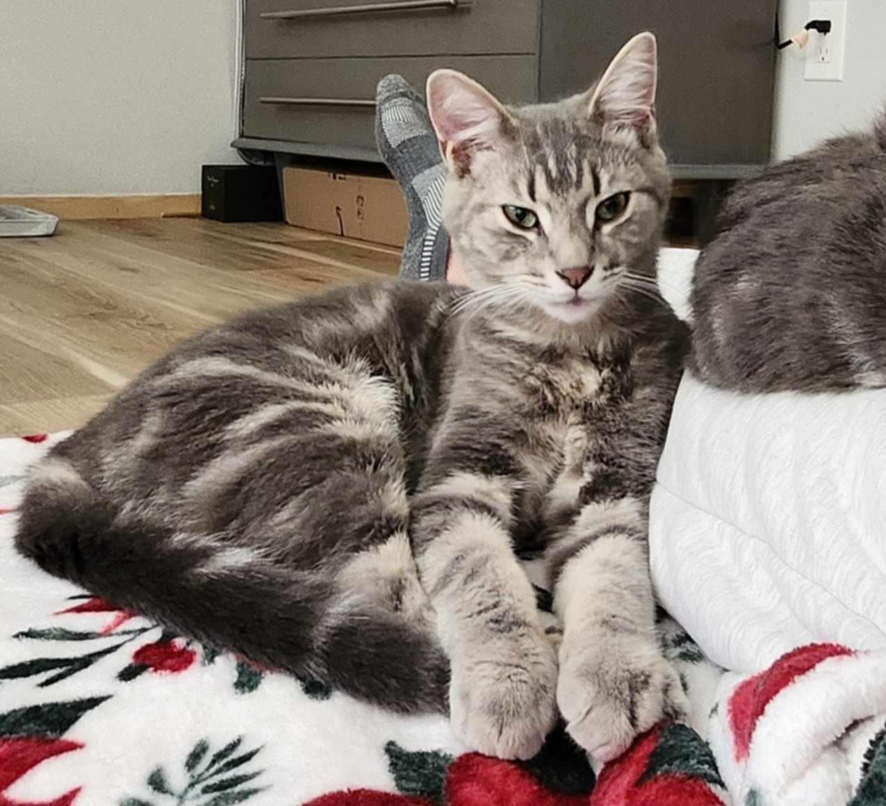 adoptable Cat in Utica, MI named Buzz BONDED