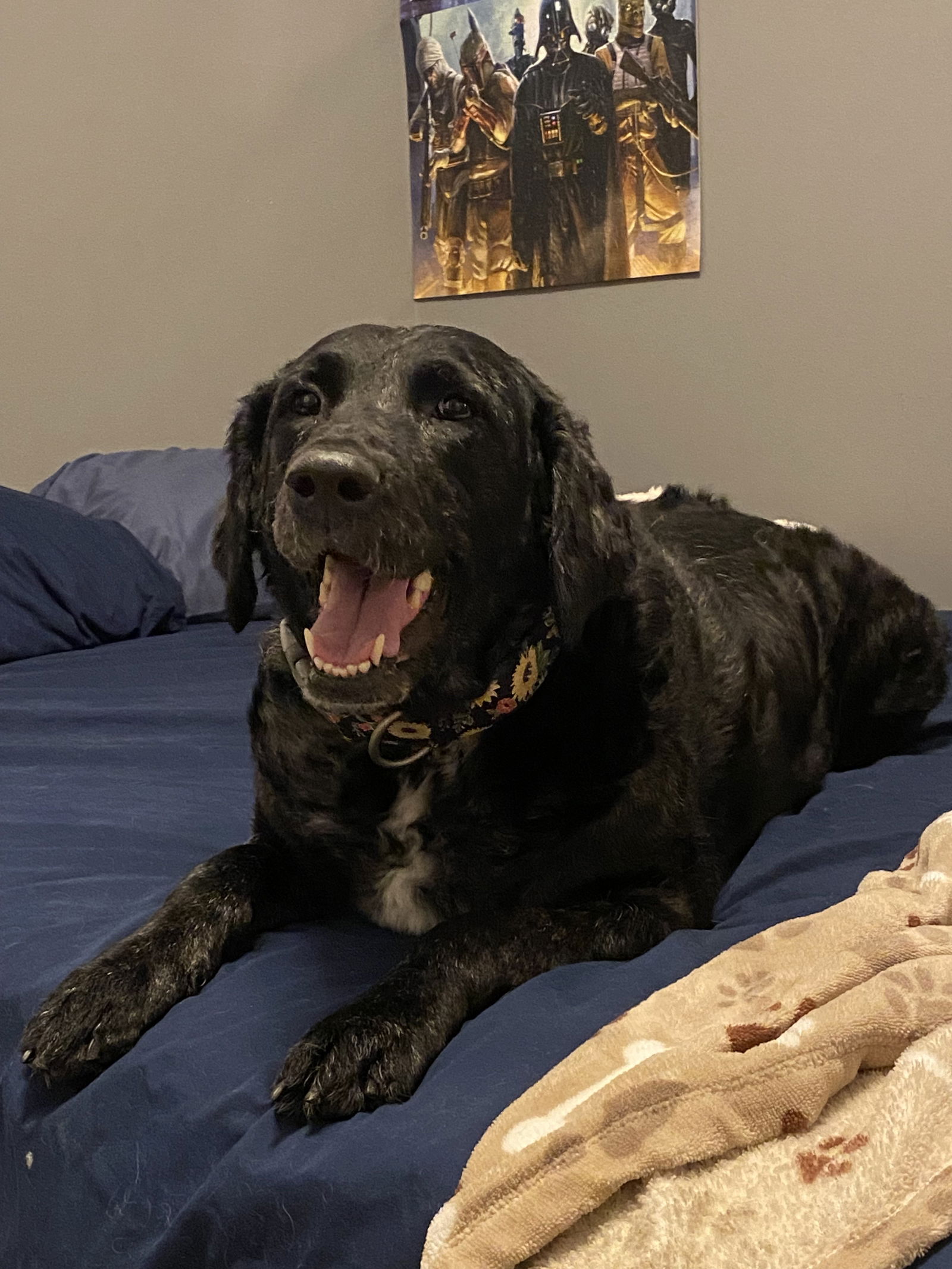 adoptable Dog in Utica, MI named Sindragosa