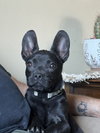 Pebbles Ziggy Marley
