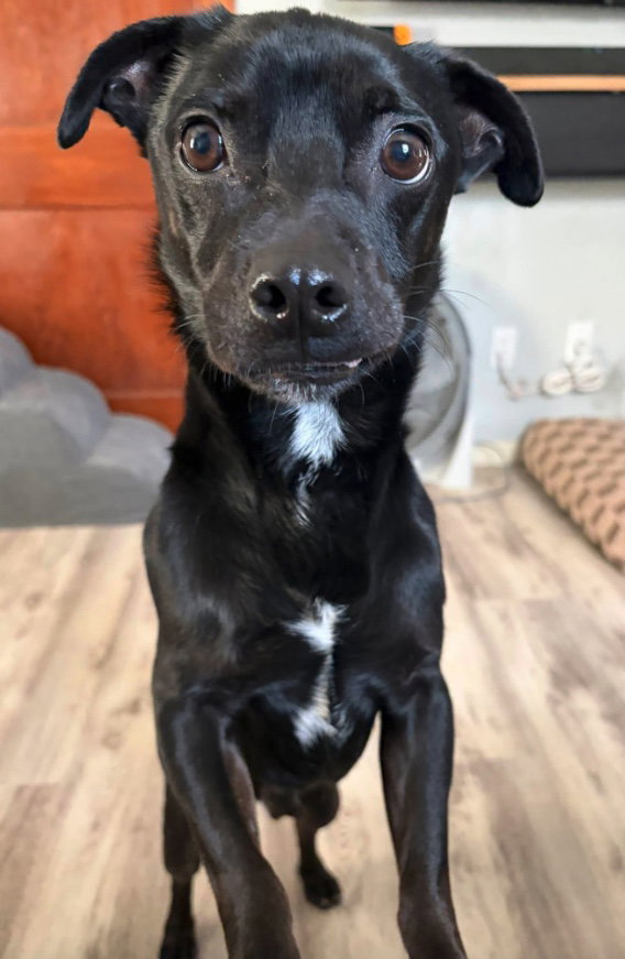 Chihuahua