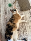 ZZ_Cali_Courtesy