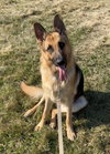 Duke