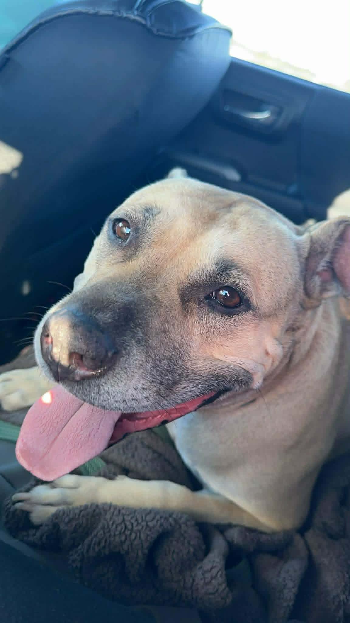 Pit Bull