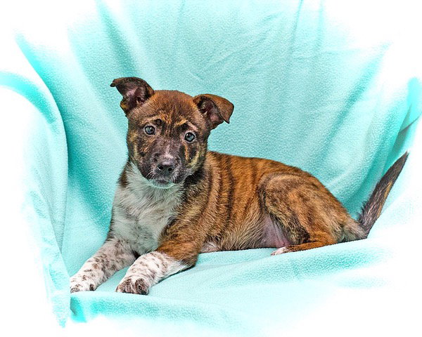 Cattle Dog