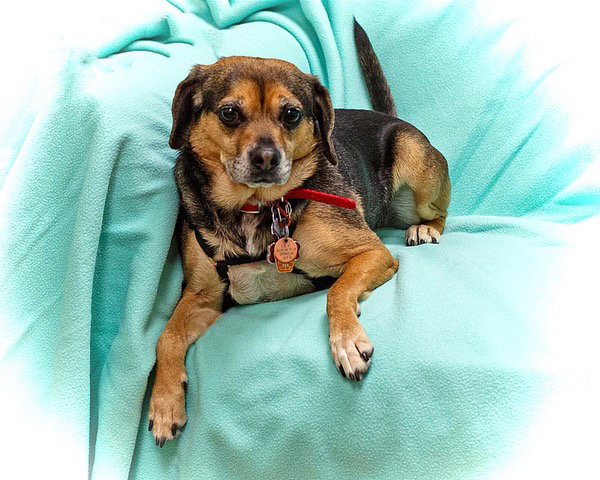 Beagle