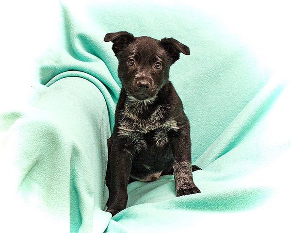 Cattle Dog