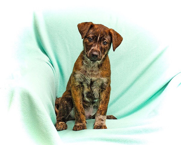 Cattle Dog
