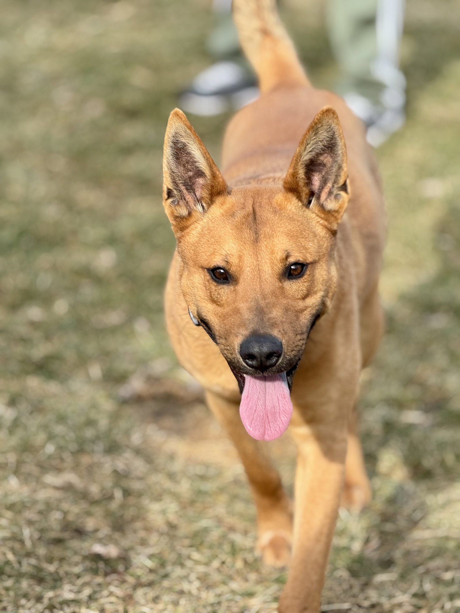 Carolina Dog