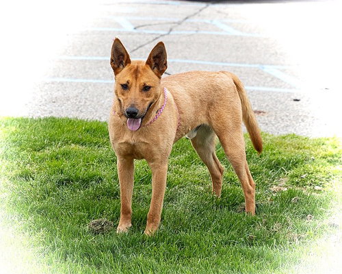Benedict (Benny), an adoptable Carolina Dog in Utica, MI