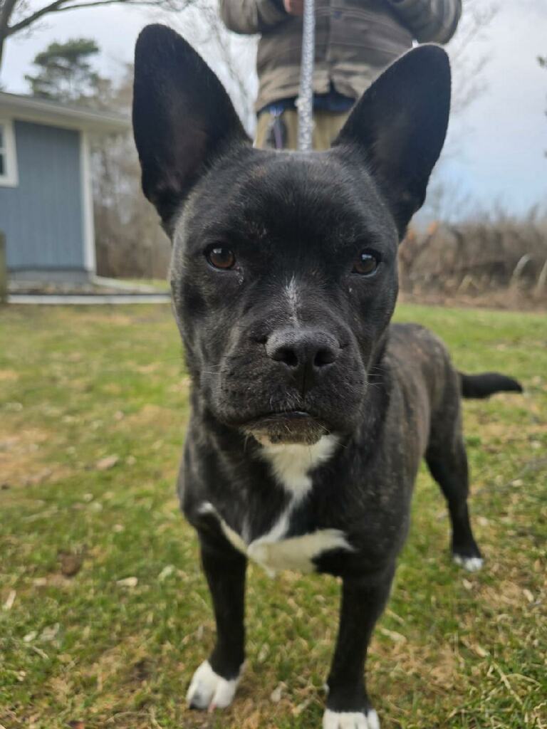 Buddy