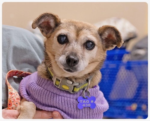 Little Lilly, an adoptable Chihuahua in Utica, MI