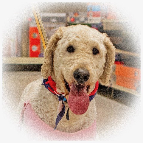 Obie