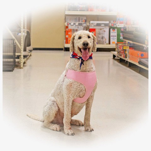 Obie, photo 2