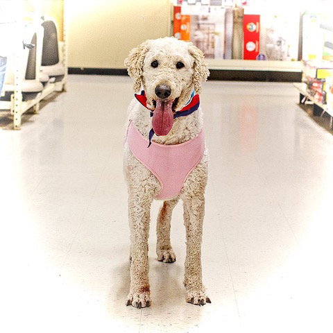 Obie, photo 3