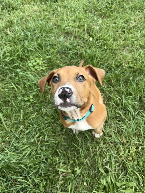 Barney, an adoptable Great Dane in Utica, MI