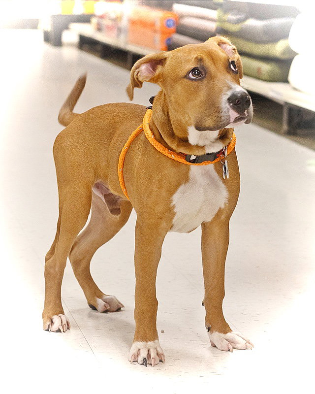 Barney, Great Dane