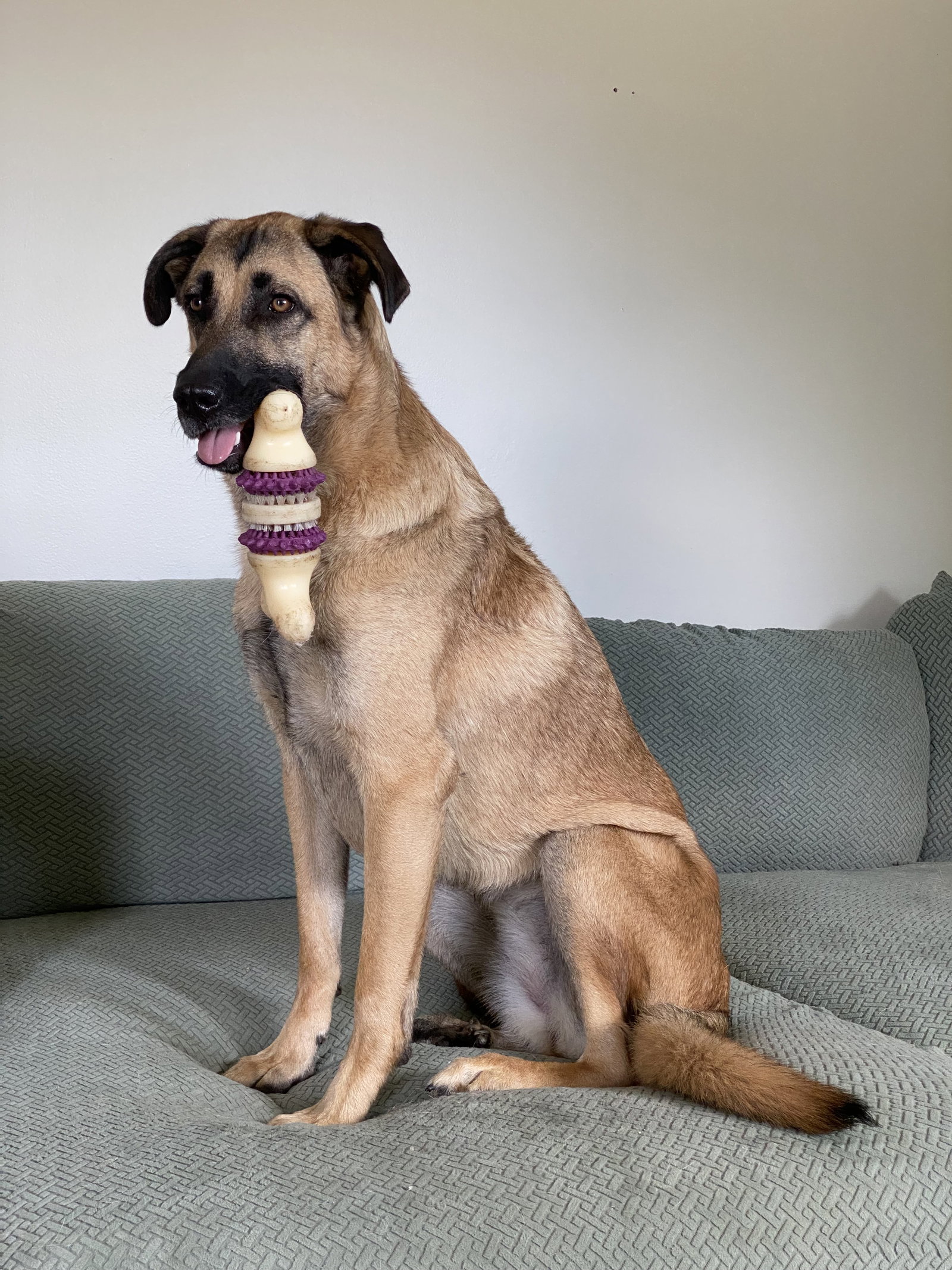 Zz -Maggie, Anatolian Shepherd