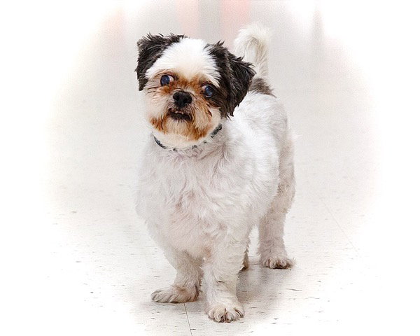Zenny, Shih Tzu