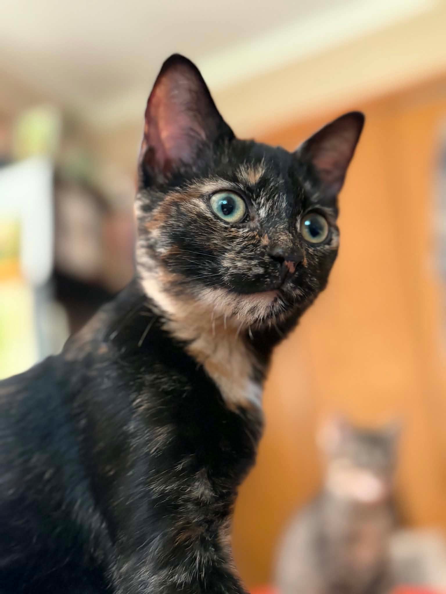 Chaos, Tortoiseshell