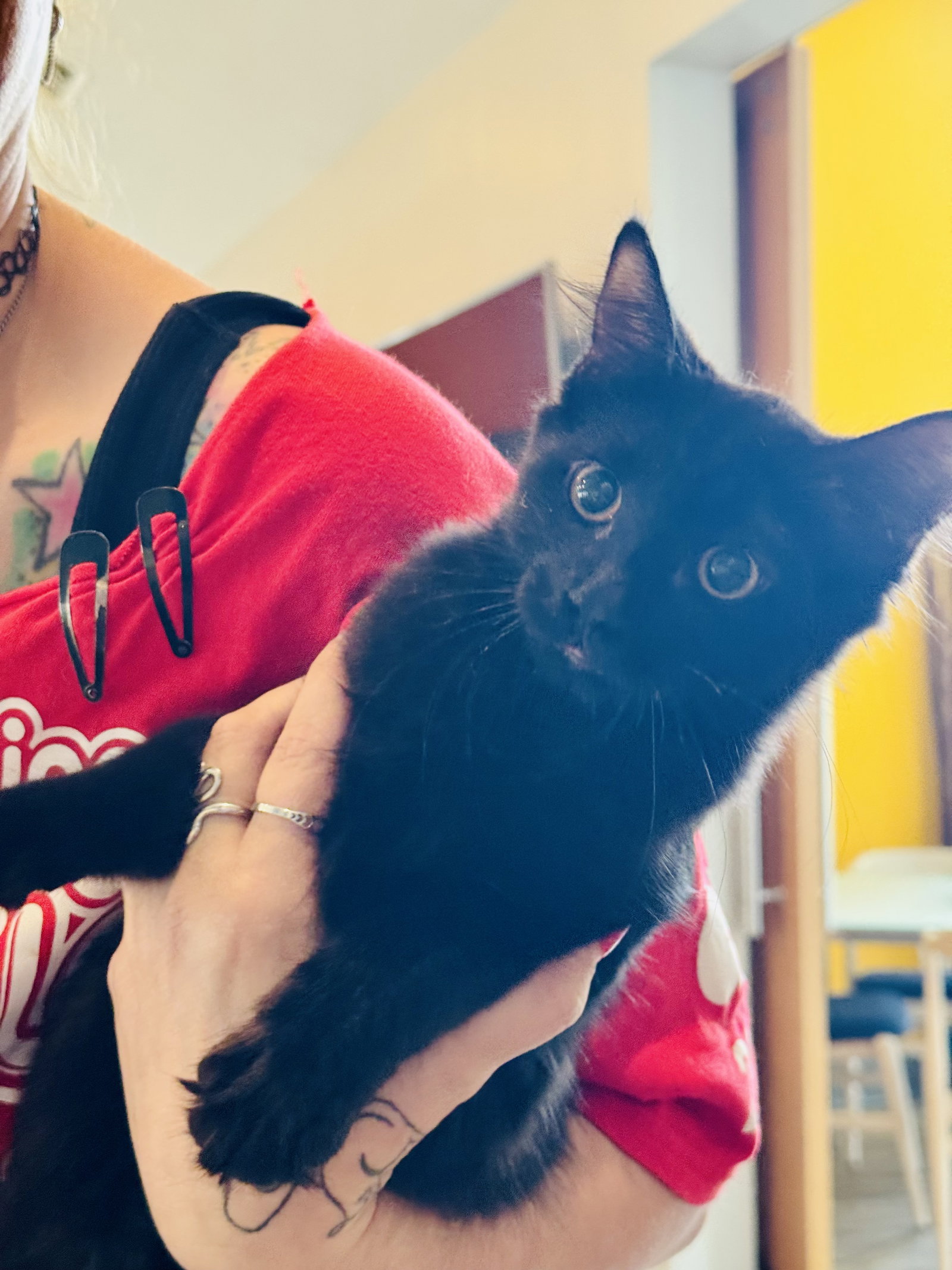 Mac, Domestic Long Hair