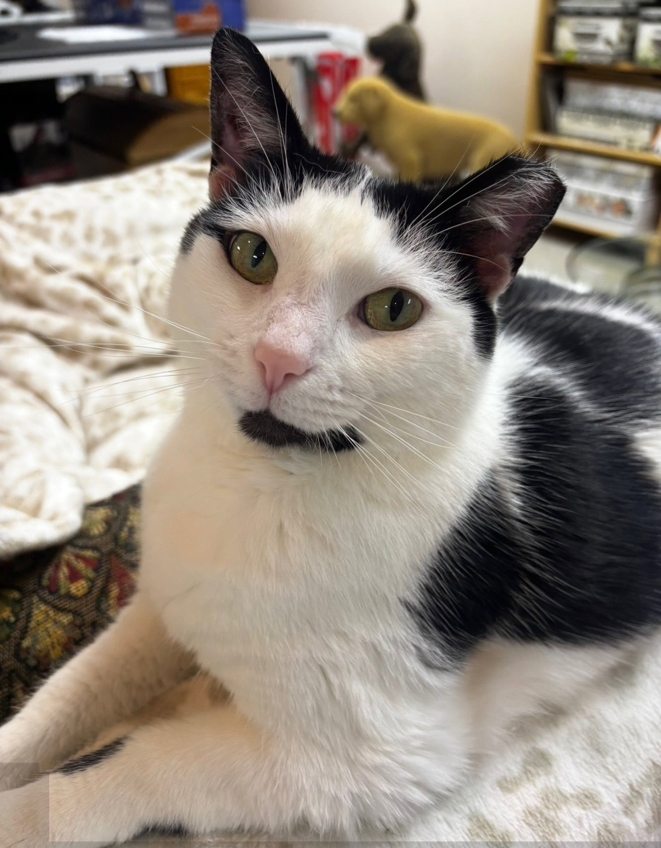 Violet, Domestic Short Hair