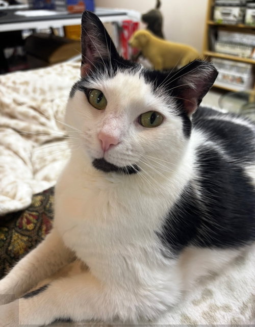 Violet, a cat for adoption from Sanilac Scoopers DBA Making Miracles Animal Rescue
