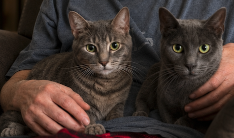Frankie & Rocky BONDED, a cat for adoption from Sanilac Scoopers DBA Making Miracles Animal Rescue