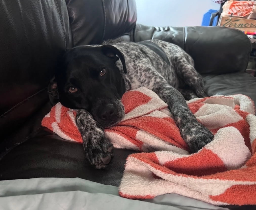 ZZZzzz_Yogi_CourtesyPost, photo 3