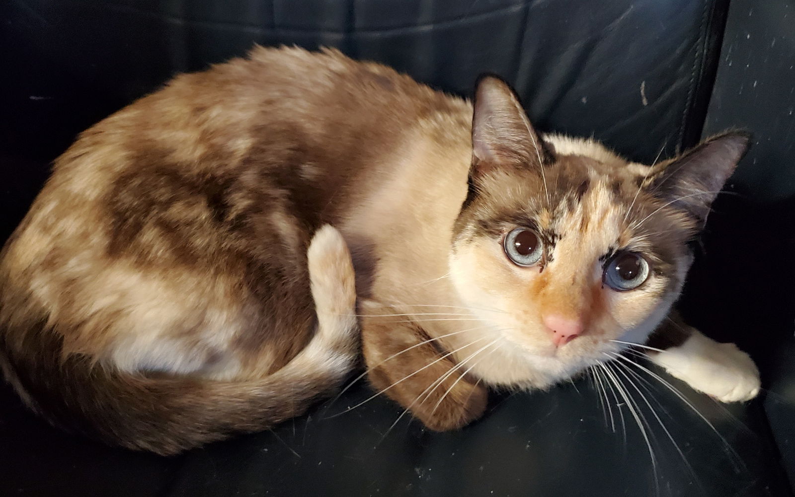 adoptable Cat in Arlington, TX named Celeste