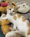 Lacie