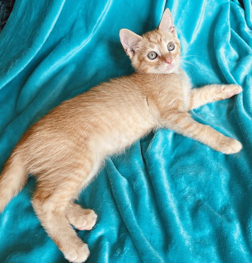 Flynn
