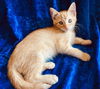 Flynn