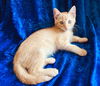 Flynn