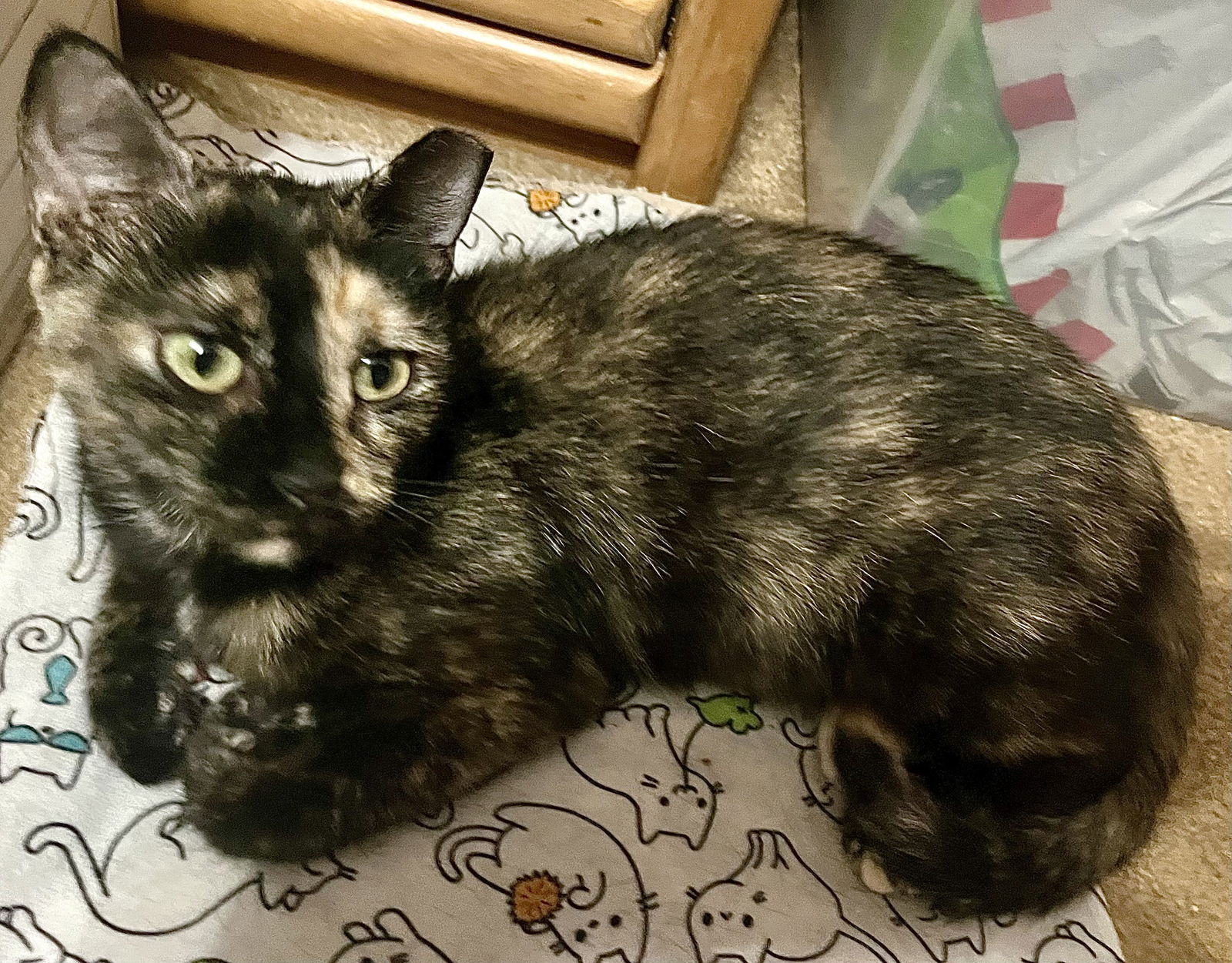 adoptable Cat in Arlington, TX named Bella