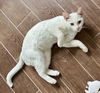 adoptable Cat in  named Charmin