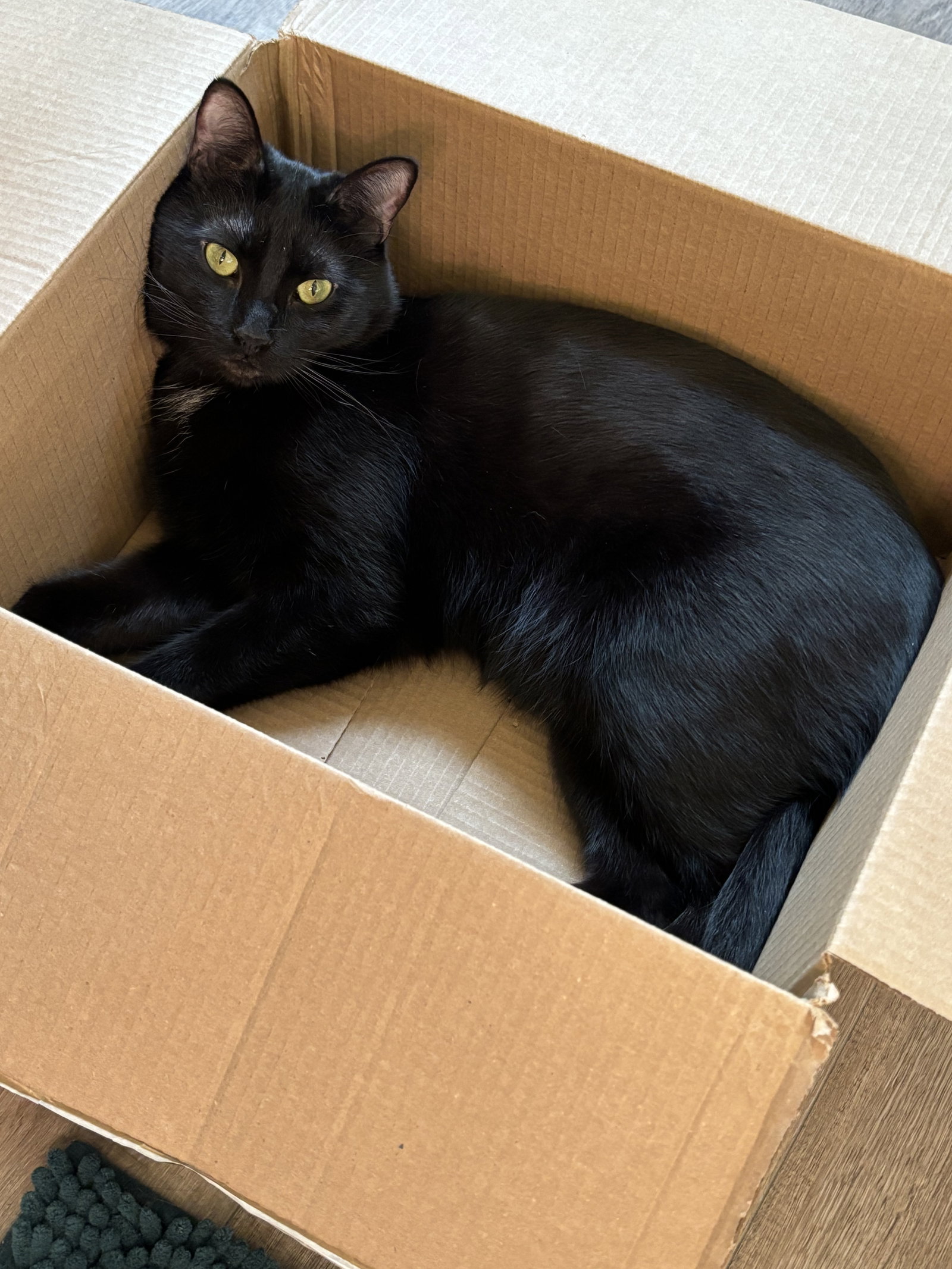 Jasper, photo 3