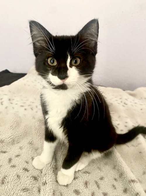 Fitz