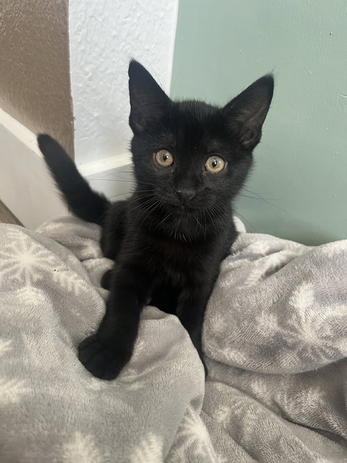 Cocoa