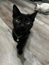 Cocoa
