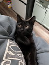 Cocoa