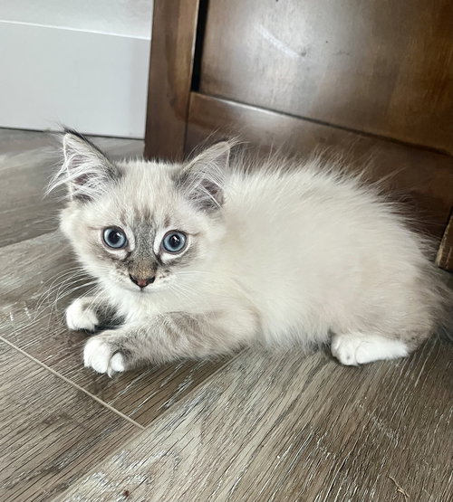 Coconut