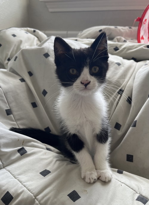 Oreo