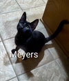 Meyers