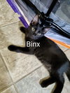 Binx