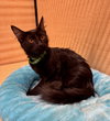 Binx