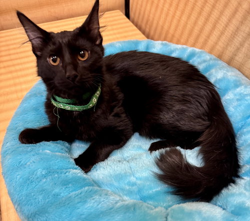 Binx