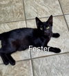 Fester