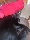 Fester
