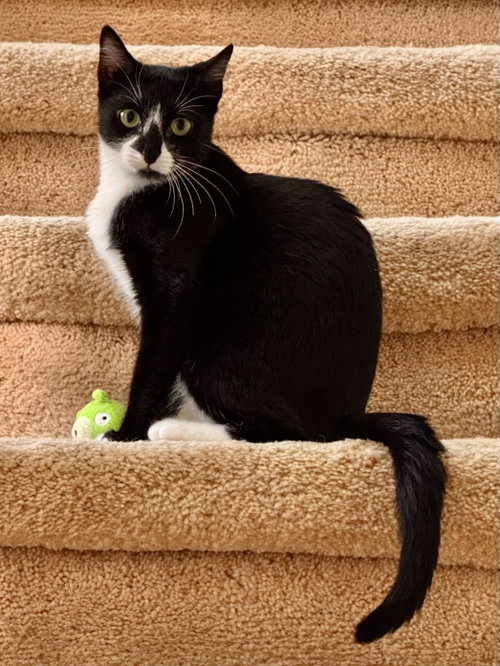 Gaia, an adoptable Domestic Short Hair in Arlington, TX