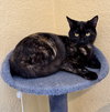 Willow